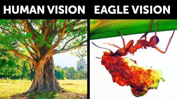 download Eagle Vision workshop manual